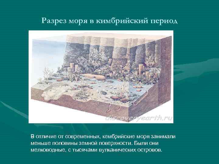 Разрез моря в кимбрийский период В отличие от современных, кембрийские моря занимали меньше половины