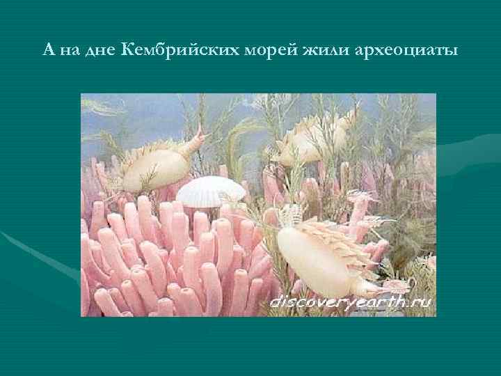 А на дне Кембрийских морей жили археоциаты 