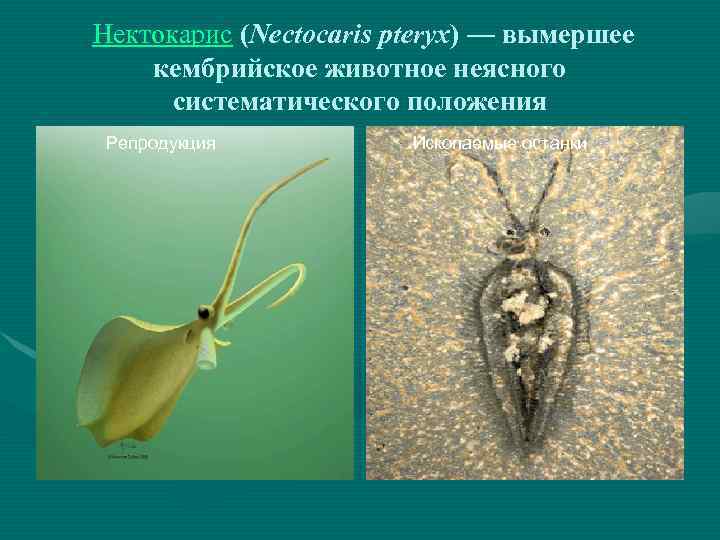  Нектокарис (Nectocaris pteryx) — вымершее кембрийское животное неясного систематического положения Репродукция Ископаемые останки