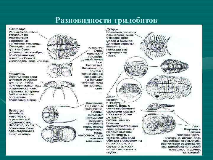 Разновидности трилобитов 
