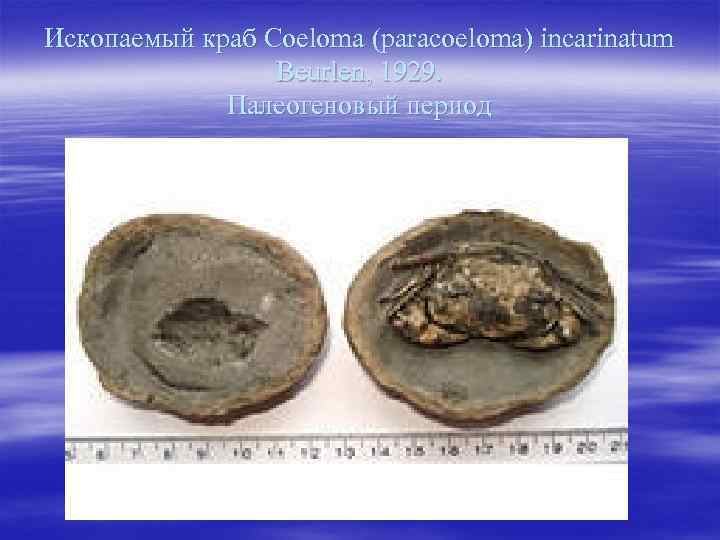 Ископаемый краб Coeloma (paracoeloma) incarinatum Beurlen, 1929. Палеогеновый период 