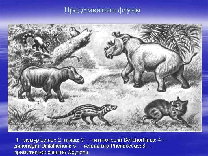 Представители фауны 1—лемур Lemur; 2 -птица; 3 - --титанотерпй Dolichorhinus; 4 — динонерат Uinlalherium;