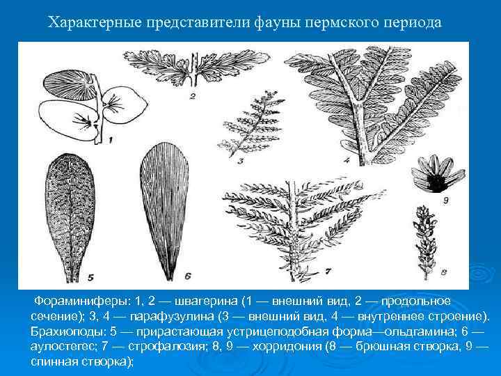 Характерные представители