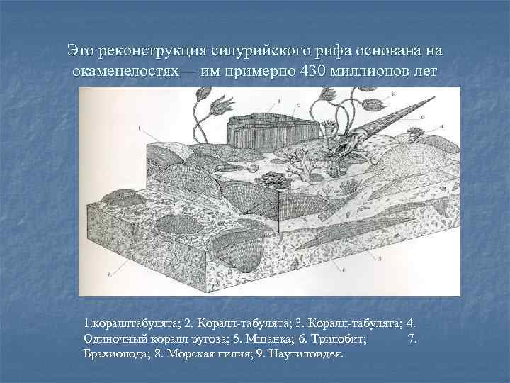 Это реконструкция силурийского рифа основана на окаменелостях— им примерно 430 миллионов лет 1. кораллтабулята;
