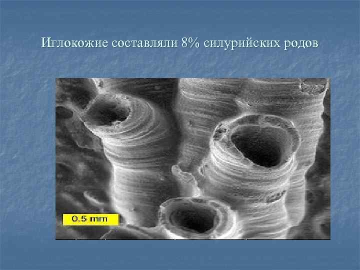 Иглокожие составляли 8% силурийских родов 