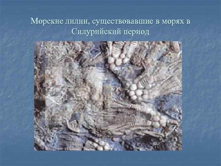 Морские лилии, существовавшие в морях в Силурийский период 