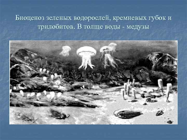 Биоценоз зеленых водорослей, кремневых губок и трилобитов. В толще воды - медузы 