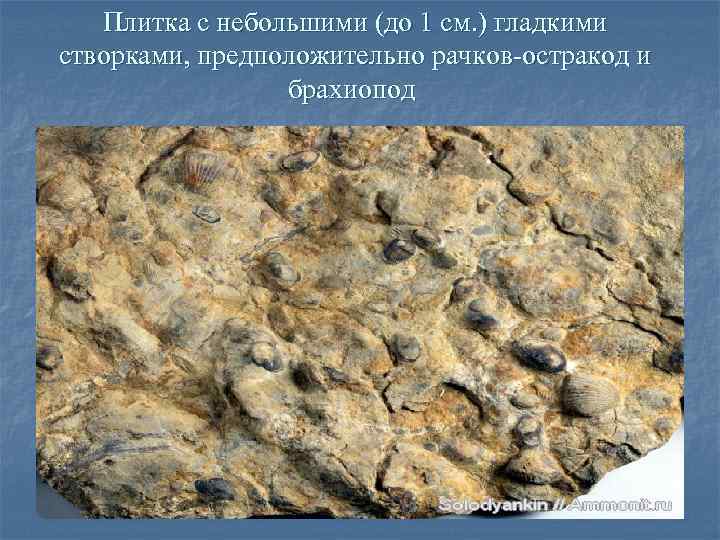 Плитка с небольшими (до 1 см. ) гладкими створками, предположительно рачков-остракод и брахиопод 