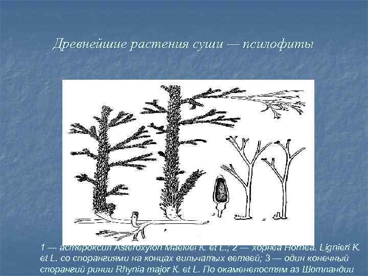Древнейшие растения суши — псилофиты 1 — астероксил Asteroxylon Maekiei К. et L. ;