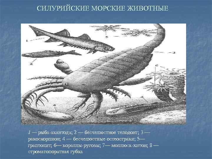 На рисунке изображен ракоскорпион вымершее животное обитавшее 420 млн лет назад используя фрагмент