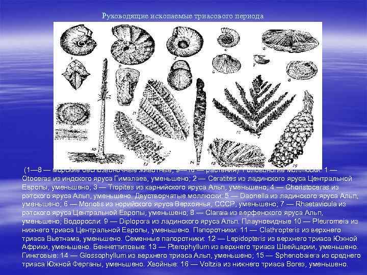  Руководящие ископаемые триасового периода (1— 8 — морские беспозвоночные животные; 9— 16 —
