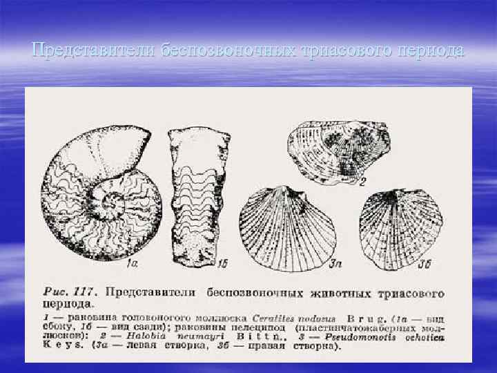 Представители беспозвоночных триасового периода 