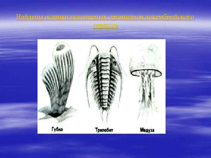 Найдены останки ископаемых организмов докембрийского периода 