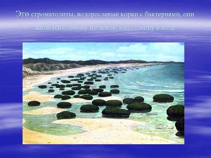 Это строматолиты, водорослевые корки с бактериями, они жили наполовину на земле, наполовину в воде