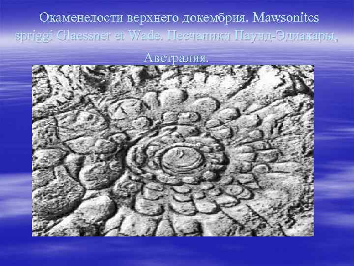  Окаменелости верхнего докембрия. Mawsonitcs spriggi Glaessner et Wade. Песчаники Паунд-Эдиакары, Австралия. 