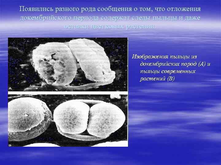 Появились разного рода сообщения о том, что отложения докембрийского периода содержат следы пыльцы и