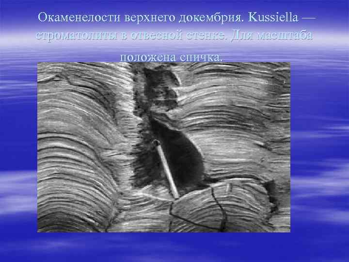  Окаменелости верхнего докембрия. Kussiella — строматолиты в отвесной стенке. Для масштаба положена спичка.