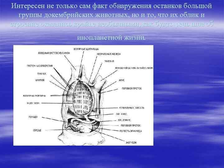 Интересен не только сам факт обнаружения останков большой группы докембрийских животных, но и то,