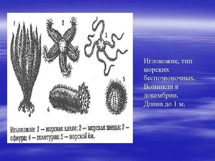 Иглокожие, тип морских беспозвоночных. Возникли в докембрии. Длина до 1 м. 