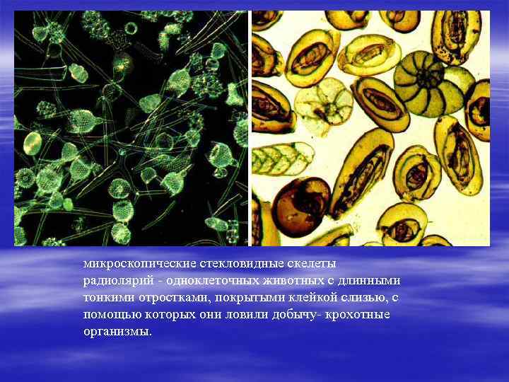 микроскопические стекловидные скелеты радиолярий - одноклеточных животных с длинными тонкими отростками, покрытыми клейкой слизью,