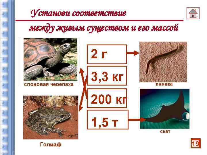 Установи соответствие между живым существом и его массой 2 г 3, 3 кг 200