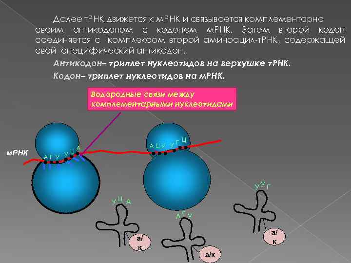 Антикодон трнк и кодон ирнк