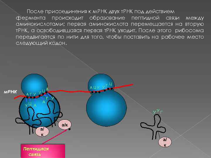 Синтез белков происходит