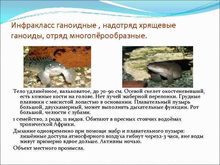 Инфракласс ганоидные , надотряд хрящевые ганоиды, отряд многопёрообразные. Тело удлинённое, вальковатое, до 70 -90