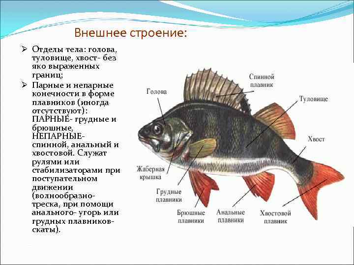 Функции отделов рыб