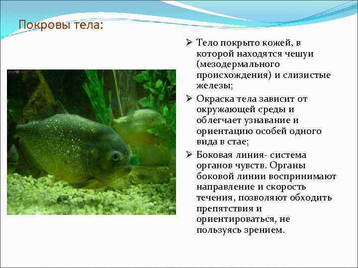 Покровы тела: Ø Тело покрыто кожей, в которой находятся чешуи (мезодермального происхождения) и слизистые