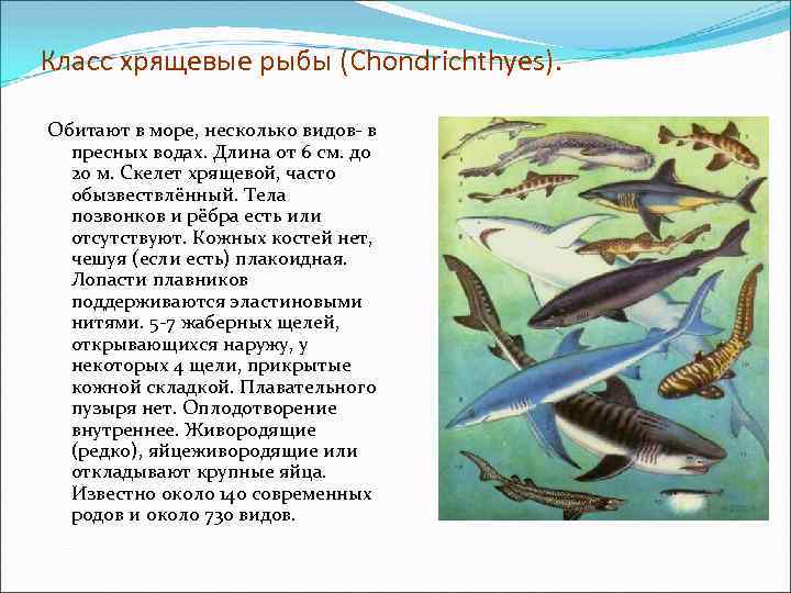 Класс хрящевые рыбы (Chondrichthyes). Обитают в море, несколько видов- в пресных водах. Длина от