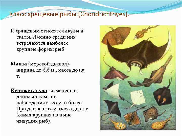 Класс хрящевые рыбы (Chondrichthyes). К хрящевым относятся акулы и скаты. Именно среди них встречаются