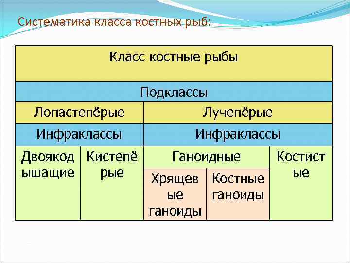 Систематика класса костных рыб: Класс костные рыбы Лопастепёрые Инфраклассы Подклассы Лучепёрые Инфраклассы Двоякод Кистепё