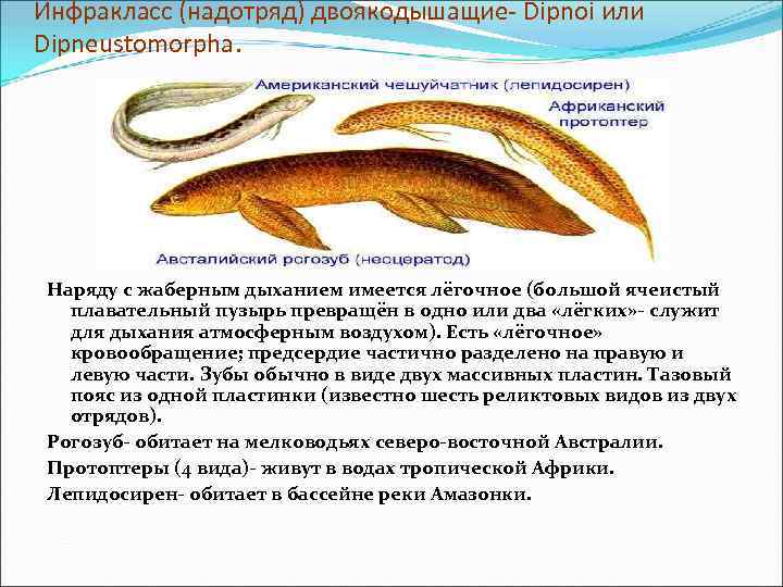 Инфракласс (надотряд) двоякодышащие- Dipnoi или Dipneustomorpha. Наряду с жаберным дыханием имеется лёгочное (большой ячеистый