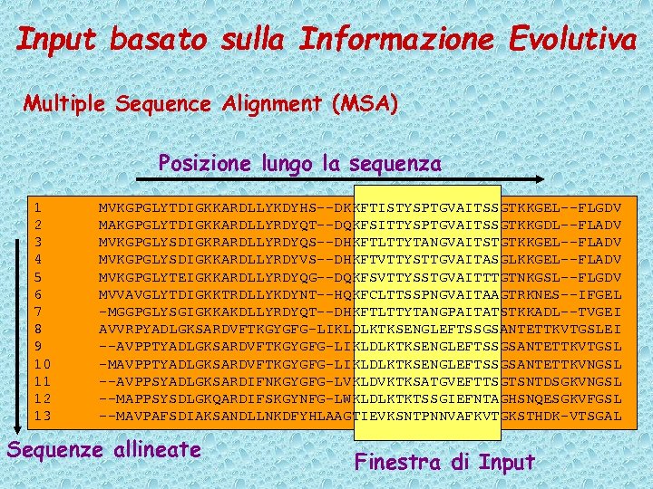 Input basato sulla Informazione Evolutiva Multiple Sequence Alignment (MSA) Posizione lungo la sequenza 1