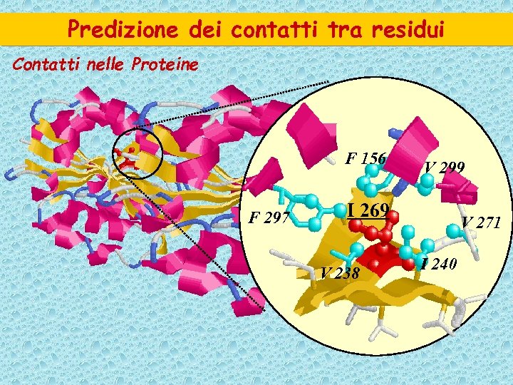 Predizione dei contatti tra residui Contatti nelle Proteine F 156 F 297 V 299