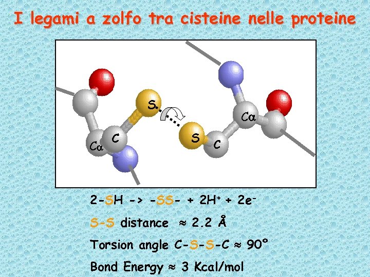 I legami a zolfo tra cisteine nelle proteine S Ca C Ca S C