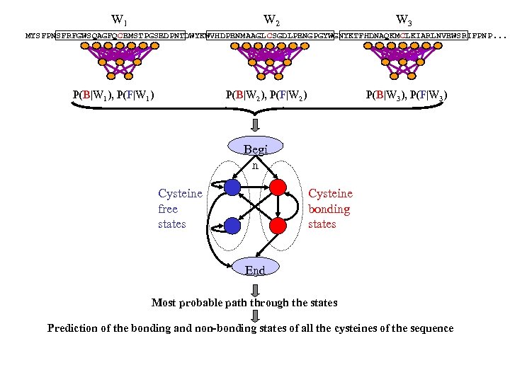 W 1 W 2 W 3 MYSFPNSFRFGWSQAGFQCEMSTPGSEDPNTDWYKWVHDPENMAAGL CSGDLPENGPGYWGNYKTFHDNAQKM CLKIARLNVEWSRIFPNP. . . P(B|W 1), P(F|W