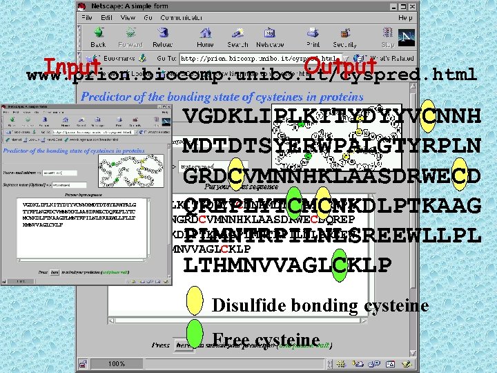 Output Input www. prion. biocomp. unibo. it/cyspred. html VGDKLIPLKITYDYYVCNNH MDTDTSYERWPALGTYRPLN GRDCVMNNHKLAASDRWECD VGDKLIPLKITYDYYVCNNHMDTDTSYERWPA QREPLYTCMCNKDLPTKAAG LGTYRPLNGRDCVMNNHKLAASDRWECDQREP