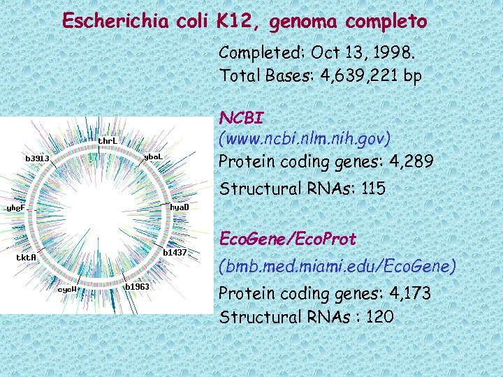Escherichia coli K 12, genoma completo Completed: Oct 13, 1998. Total Bases: 4, 639,