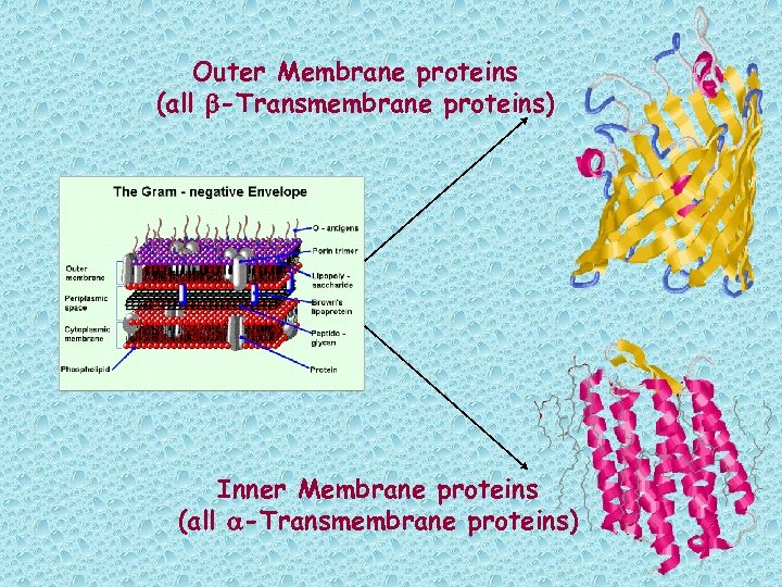 Outer Membrane proteins (all b-Transmembrane proteins) Inner Membrane proteins (all a-Transmembrane proteins) 