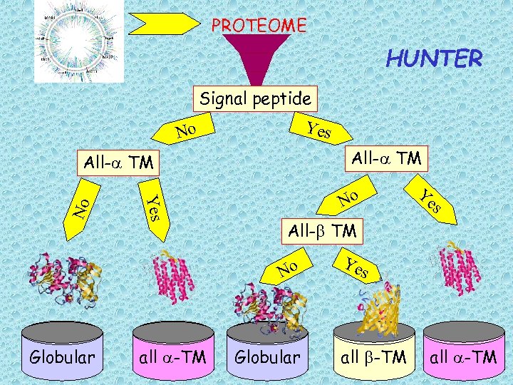 PROTEOME HUNTER Signal peptide Yes No All-a TM No all a-TM s All-b TM