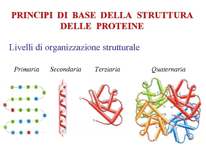 PRINCIPI DI BASE DELLA STRUTTURA DELLE PROTEINE Livelli di organizzazione strutturale Primaria Secondaria Terziaria