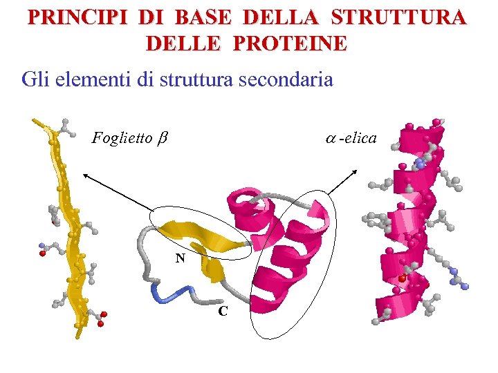 PRINCIPI DI BASE DELLA STRUTTURA DELLE PROTEINE Gli elementi di struttura secondaria Foglietto b