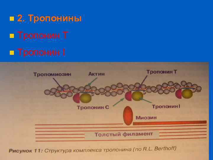 n 2. Тропонины n Тропонин T n Тропонин I 