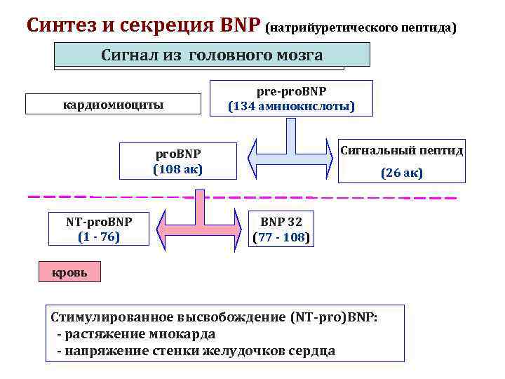 Определение пептида 32 мозга что это. Натрийуретический пептид при ХСН показатели. NT Pro BNP натрийуретический пептид. NT Pro BNP (натрийуретический гормон) норма. Мозговой натрийуретический пептид (NT-PROBNP) норма.