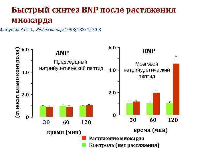 Быстрый синтез BNP после растяжения миокарда (относительно контроля) Mäntymaa P et al. , Endocrinology