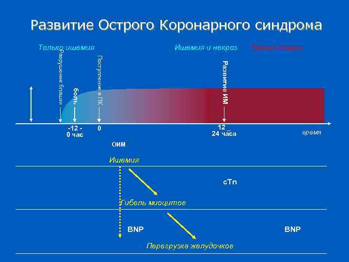 Развитие Острого Коронарного синдрома 0 Только некроз Развитие ИМ -12 0 час Ишемия и
