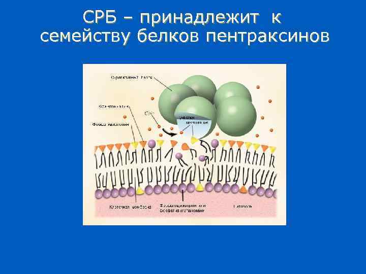 СРБ – принадлежит к семейству белков пентраксинов 