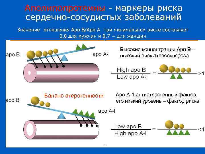 Аполипопротеины - маркеры риска сердечно-сосудистых заболеваний Значение отношения Apo B/Apo A при минимальном риске